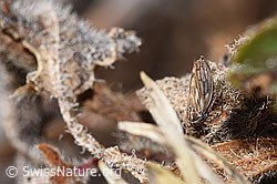 Photo: Anaceratagallia ribauti
