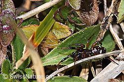 Bunte Bodenkugelspinne (Asagena phalerata) (F288984) Bunte Bodenkugelspinne (Asagena phalerata) (F288984)