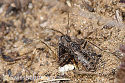 Kurzflügelige Raubwanze (Coranus subapterus) (F288993) Kurzflügelige Raubwanze (Coranus subapterus) (F288993)