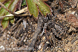 Kurzflügelige Raubwanze (Coranus subapterus) (F288997) Kurzflügelige Raubwanze (Coranus subapterus) (F288997)
