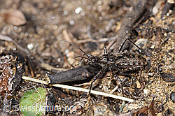 Kurzflügelige Raubwanze (Coranus subapterus) (F289000) Kurzflügelige Raubwanze (Coranus subapterus) (F289000)