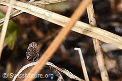 Photo: Anaceratagallia ribauti