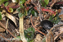 Rainfarn-Blattkäfer (Galeruca tanaceti) (F289006)