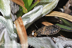 Sciocoris homalonotus (Baumwanze) (03.11.2024, F289012)