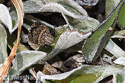 Sciocoris homalonotus (Baumwanze) (03.11.2024, F289013)