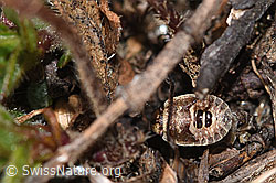 Photo: Sciocoris homalonotus