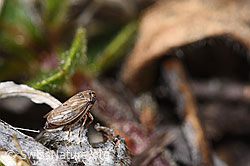 Photo: Anaceratagallia ribauti