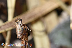 Photo: Anaceratagallia ribauti