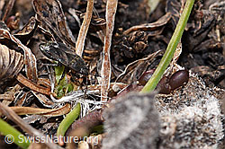 Photo: Trapezonotus desertus (Bug)