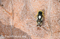 Triften-Blattzikade (Eupteryx notata) (F289257) Triften-Blattzikade (Eupteryx notata) (F289257)
