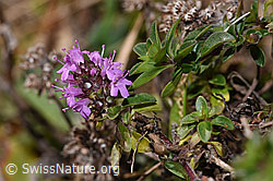 Arznei-Thymian (Thymus pulegioides) (F289262) Arznei-Thymian (Thymus pulegioides) (F289262)