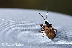 Fichtenzapfenwanze (Gastrodes abietum) (F289282)