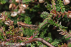 Rotbraune Sichelwanze (Nabis rugosus) an Besenheide (Calluna vulgaris) (F289293) Rotbraune Sichelwanze (Nabis rugosus) an Besenheide (Calluna vulgaris) (F289293)