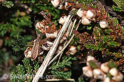 Rotbraune Sichelwanze (Nabis rugosus) an Besenheide (Calluna vulgaris) (F289297) Rotbraune Sichelwanze (Nabis rugosus) an Besenheide (Calluna vulgaris) (F289297)