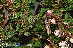 Rotbraune Sichelwanze (Nabis rugosus) an Besenheide (Calluna vulgaris) (F289298) Rotbraune Sichelwanze (Nabis rugosus) an Besenheide (Calluna vulgaris) (F289298)