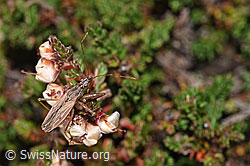 Rotbraune Sichelwanze (Nabis rugosus)