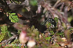 Unechter Kohlerdfloh (Altica oleracea) auf Besenheide (Calluna vulgaris) (F289304) Unechter Kohlerdfloh (Altica oleracea) auf Besenheide (Calluna vulgaris) (F289304)