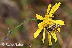 Halictus rubicundus on flower (F289314)