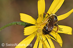 Halictus rubicundus on flower (F289321)