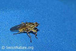 Gelbe Dungfliege (Scathophaga stercoraria) (F289332) Gelbe Dungfliege (Scathophaga stercoraria) (F289332)
