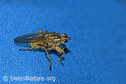 Gelbe Dungfliege (Scathophaga stercoraria) (F289335) Gelbe Dungfliege (Scathophaga stercoraria) (F289335)