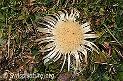 Silberdistel (Carlina acaulis ssp. caulescens) (F289346)
