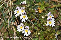 Gebräuchlicher Augentrost (Euphrasia rostkoviana) (F289349) Gebräuchlicher Augentrost (Euphrasia rostkoviana) (F289349)