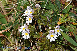 Gebräuchlicher Augentrost (Euphrasia rostkoviana) (F289350) Gebräuchlicher Augentrost (Euphrasia rostkoviana) (F289350)