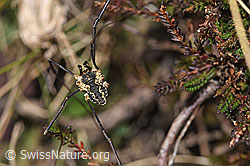 Gemeiner Gebirgsweberknecht (Mitopus morio) (F289358) Gemeiner Gebirgsweberknecht (Mitopus morio) (F289358)