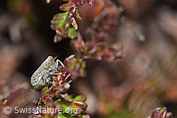 Bunte Graszirpe (Errastunus ocellaris) auf Besenheide (Calluna vulgaris) (F289365)