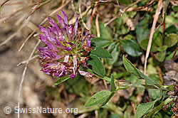 Rot-Klee (Trifolium pratense) (F289368) Rot-Klee (Trifolium pratense) (F289368)
