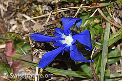 Frühlings-Enzian (Gentiana verna) (F289374) Frühlings-Enzian (Gentiana verna) (F289374)