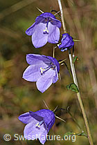 Rautenblättrige Glockenblume (Campanula rhomboidalis) (F289757) Rautenblättrige Glockenblume (Campanula rhomboidalis) (F289757)