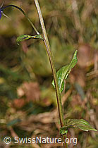 Rautenblättrige Glockenblume (Campanula rhomboidalis) (F289758) Rautenblättrige Glockenblume (Campanula rhomboidalis) (F289758)