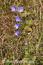 Rautenblättrige Glockenblume (Campanula rhomboidalis) (F289763) Rautenblättrige Glockenblume (Campanula rhomboidalis) (F289763)
