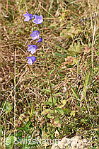 Rautenblättrige Glockenblume (Campanula rhomboidalis) (F289764) Rautenblättrige Glockenblume (Campanula rhomboidalis) (F289764)