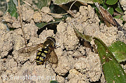 Mondfleck-Feldschwebfliege (Eupeodes luniger) (09.11.2024, F289766)