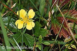Blutwurz (Potentilla erecta) (F289781) Blutwurz (Potentilla erecta) (F289781)