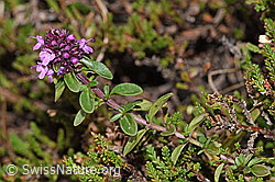 Arznei-Thymian (Thymus pulegioides) (F289783) Arznei-Thymian (Thymus pulegioides) (F289783)