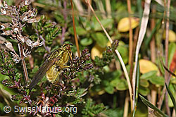 Besenheide (Calluna vulgaris)