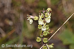 Teucrium scorodonia (F289799)