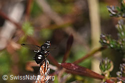 Sepsis cynipsea (Schwingfliege) auf Besenheide (Calluna vulgaris) (F289803) Sepsis cynipsea (Schwingfliege) auf Besenheide (Calluna vulgaris) (F289803)