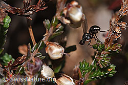Sepsis cynipsea (Schwingfliege) auf Besenheide (Calluna vulgaris) (F289804) Sepsis cynipsea (Schwingfliege) auf Besenheide (Calluna vulgaris) (F289804)