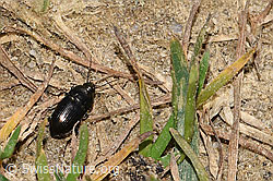 Amara lunicollis (Laufkäfer) (F289817) Amara lunicollis (Laufkäfer) (F289817)