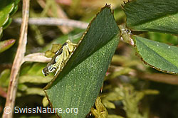 Triften-Blattzikade (Eupteryx notata) (F289821)