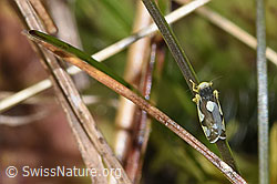 Triften-Blattzikade (Eupteryx notata) (F289825)