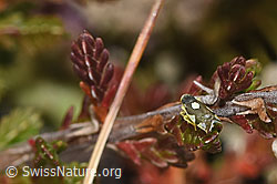 Triften-Blattzikade (Eupteryx notata) (F289829)
