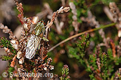 Gelbe Dungfliege (Scathophaga stercoraria) auf Besenheide (Calluna vulgaris) (F289832) Gelbe Dungfliege (Scathophaga stercoraria) auf Besenheide (Calluna vulgaris) (F289832)