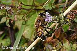 Mistbiene (Eristalis tenax)
