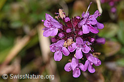 Arznei-Thymian (Thymus pulegioides) (F289838) Arznei-Thymian (Thymus pulegioides) (F289838)